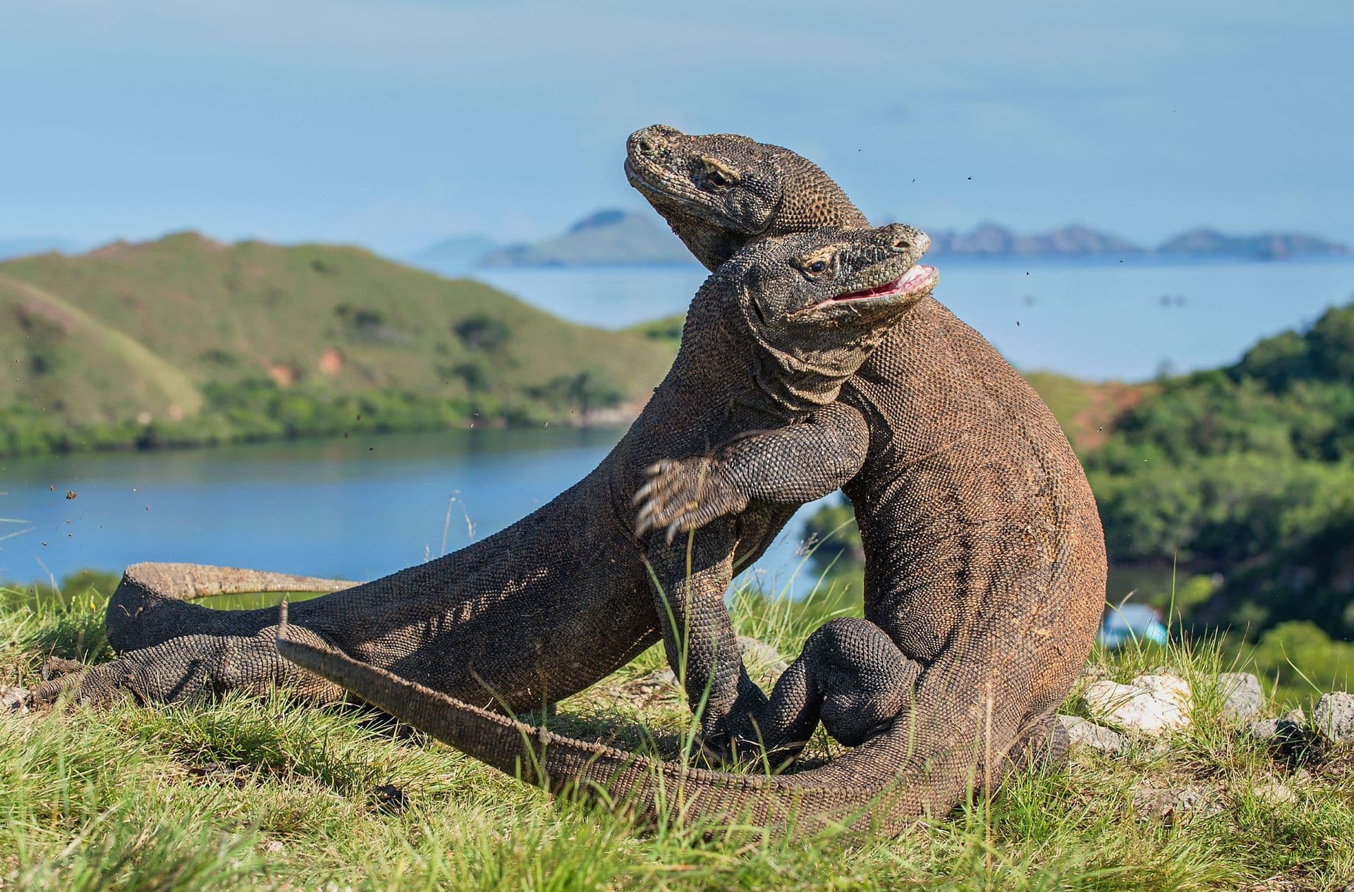 Komodo dragons