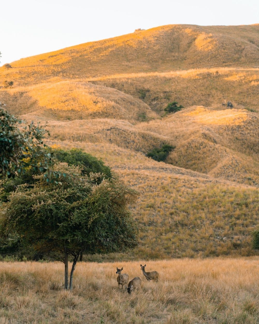 two beautiful deer in padar island