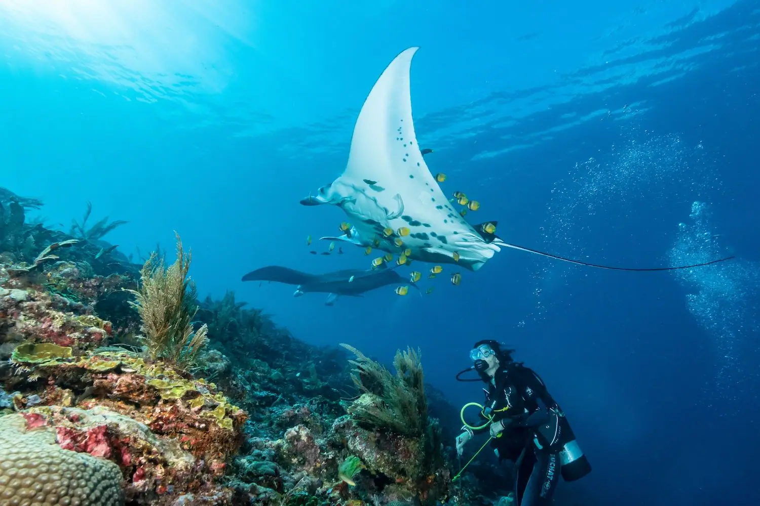 a man swim with manta, raja ampat underwater view