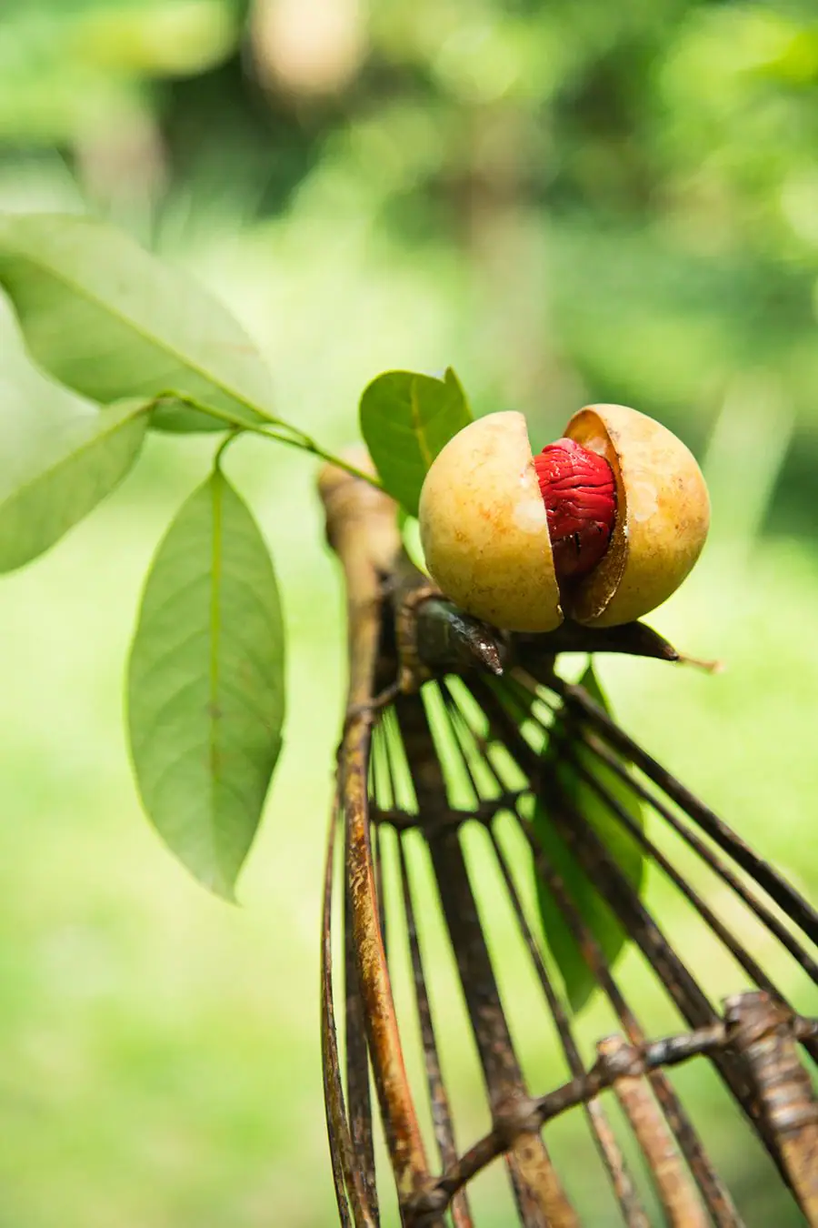 Spice Islands_Nutmeg Plantation_06