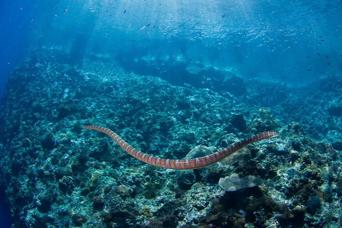 banda-sea-forgotten-islands-indonesia-6